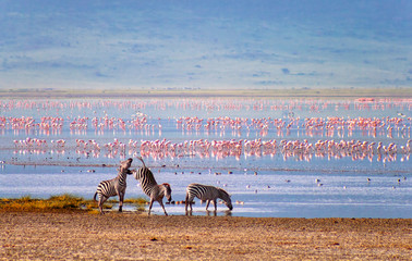 Zebras and flamingos in the Ngorongoro Crater - obrazy, fototapety, plakaty