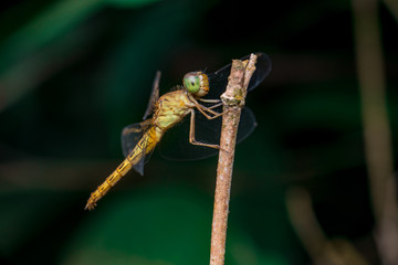 The female Red Grasshawk, also known as Common Parasol, and Grasshawk dragonfly (Neurothemis Fluctuans), descend on a twig with dark and blur background
