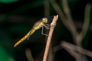 The female Red Grasshawk, also known as Common Parasol, and Grasshawk dragonfly (Neurothemis Fluctuans), descend on a twig with dark and blur background