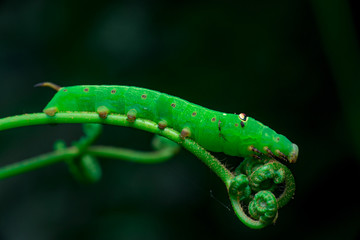 Pale Brown Hawk Moth Caterpillar (Theretra latreillii) with one tail lifting its head and have a rest and stay still on a green spiral twig with dark, blurry and soft background
