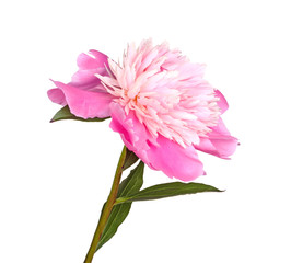 Pink and white peony flower isolated