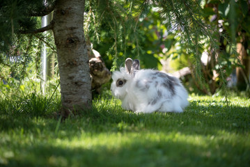 Angora Kaninchen im Garten
