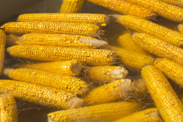 fresh corn in boiling water