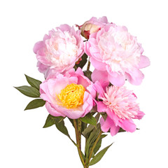 Multiple pink and white peony flowers isolated