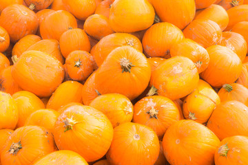 Pile of pumpkins background