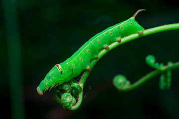 Pale Brown Hawk Moth Caterpillar (Theretra latreillii) with one tail lifting its head and have a rest and stay still on a green spiral twig with dark, blurry and soft background