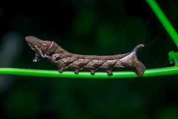 Left view of Elephant Hawk Moth (Deilephila elpenor) bending itself and lifting its head on a green stem horizontally inside a forest located at Bukit Bandaraya, Shah Alam, Selangor