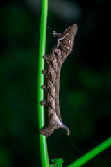 Left view of Elephant Hawk Moth (Deilephila elpenor) bending itself and lifting its head on a green stem vertically inside a forest located at Bukit Bandaraya, Shah Alam, Selangor