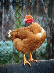 poultry - a naked neck pullet