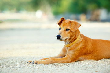 Puppy dog on the beach - obrazy, fototapety, plakaty