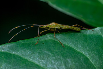 A green, brown Assasin bugs (Reduviidae) crawling on a green leaf isolated with dark and black background