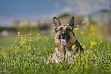 German shepherd portrait outdoor.

