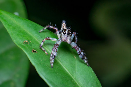 Female Pancorius Jumper (Pancorius cf. magnus) Jumping Spider stay still on a green leaf