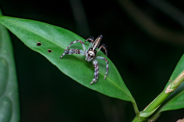 Female Pancorius Jumper (Pancorius cf. magnus) Jumping Spider stay still on a green leaf