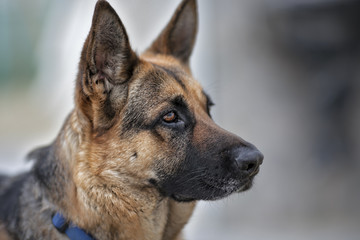 German shepherd portrait outdoor.

