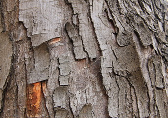 Tree bark texture. Wood background