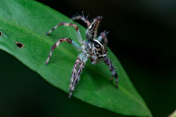 Female Pancorius Jumper (Pancorius cf. magnus) Jumping Spider stay still on a green leaf