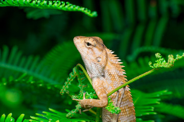 Oriental garden lizard (Calotes versicolor juvenile) climbing the bush full of ferns, waiting calmly