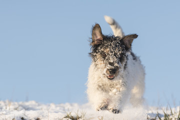 Dog running in the snow - Jack Russell Terrier
