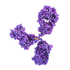 Obraz premium Molecular model of antibody taking part in immune defense. Molecule of immunoglobulin isolated on white background, 3D illustration