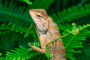 Oriental garden lizard (Calotes versicolor juvenile) climbing the bush full of ferns, waiting calmly