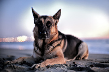 German shepherd portrait on sand.

