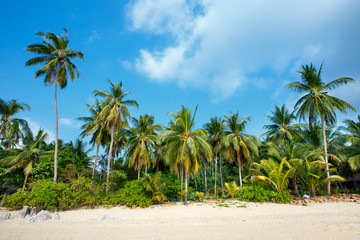 Naklejka na ściany i meble Tropical beach and coconut palms in Koh Samui, Thailand