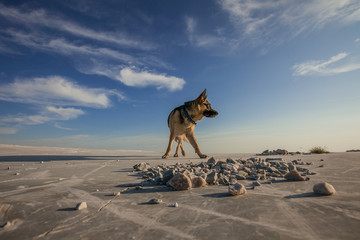 German shepherd portrait walking on marble.

