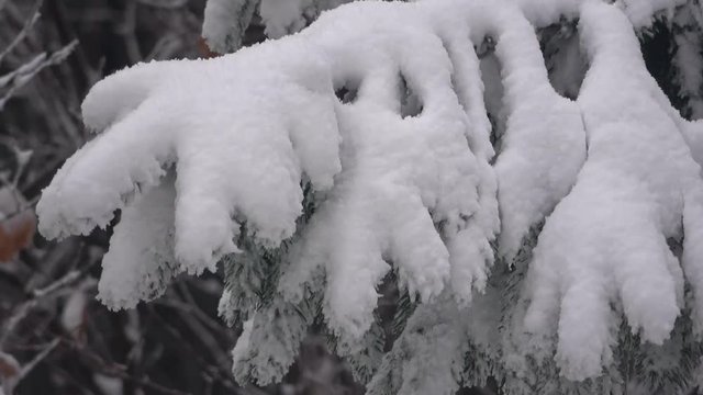 Schnee auf Fichtenzweig, Astbruchgefahr, Nadelwald im Winter, Picea, 4 K