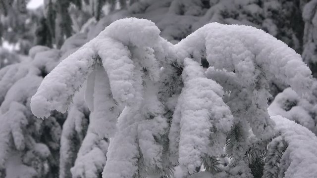 Schnee auf Fichtenzweig, Astbruchgefahr, Nadelwald im Winter, Picea, 4 K