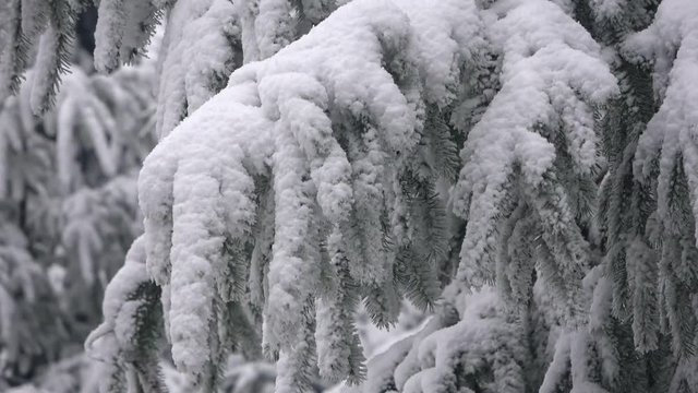 Schnee auf Fichtenzweig, Astbruchgefahr, Nadelwald im Winter, Picea, 4 K