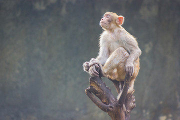 Sitting Monkey