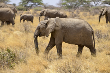 Fototapeta na wymiar Eléphant d'Afrique, Loxodonta africana, Parc national Kruger, Afrique du Sud