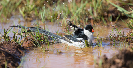 Pin-tailed Whydah washing in a pool of brown water