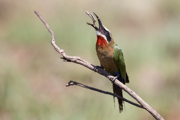 White fronted bee eater sitting on branch to hunt for insects