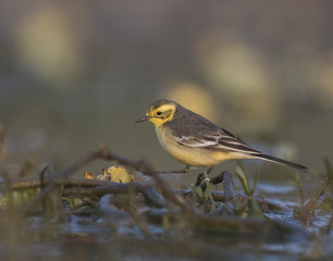A male Yellow Wagtail (Motacilla flava)