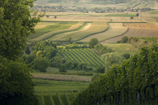 Vineyard und fields