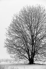 Laubbaum im Winter - monochrom