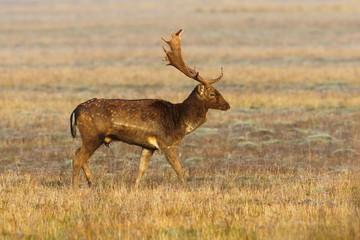 Naklejka na ściany i meble beautiful wild fallow deer buck