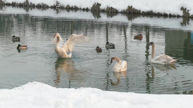 Swan greeting wings
