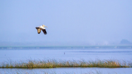 Spot-billed Pelican in Arugam bay lagoon, Sri Lanka