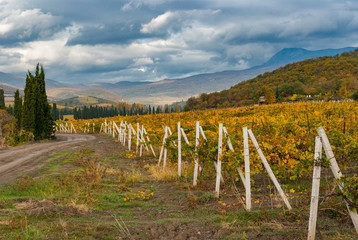 Fototapeta na wymiar Autumnal landscape with vineyards and dark skies, Crimean peninsula