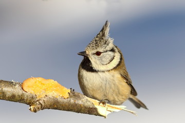 european crested tit