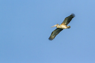 Spot-billed Pelican in Arugam bay lagoon, Sri Lanka