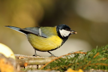 great tit at birdfeeder