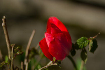 Rote Rose in der Natur 