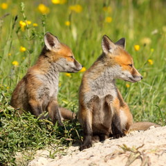 red fox brothers