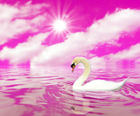 Swan...