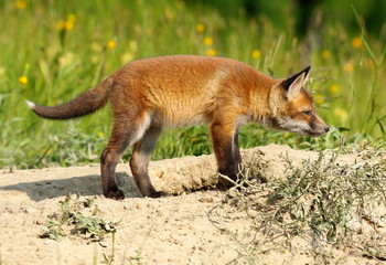 young european red fox