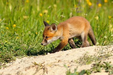 young fox near the den